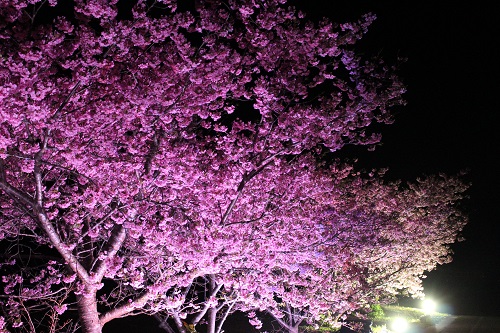 深海町河津桜2025 (4)